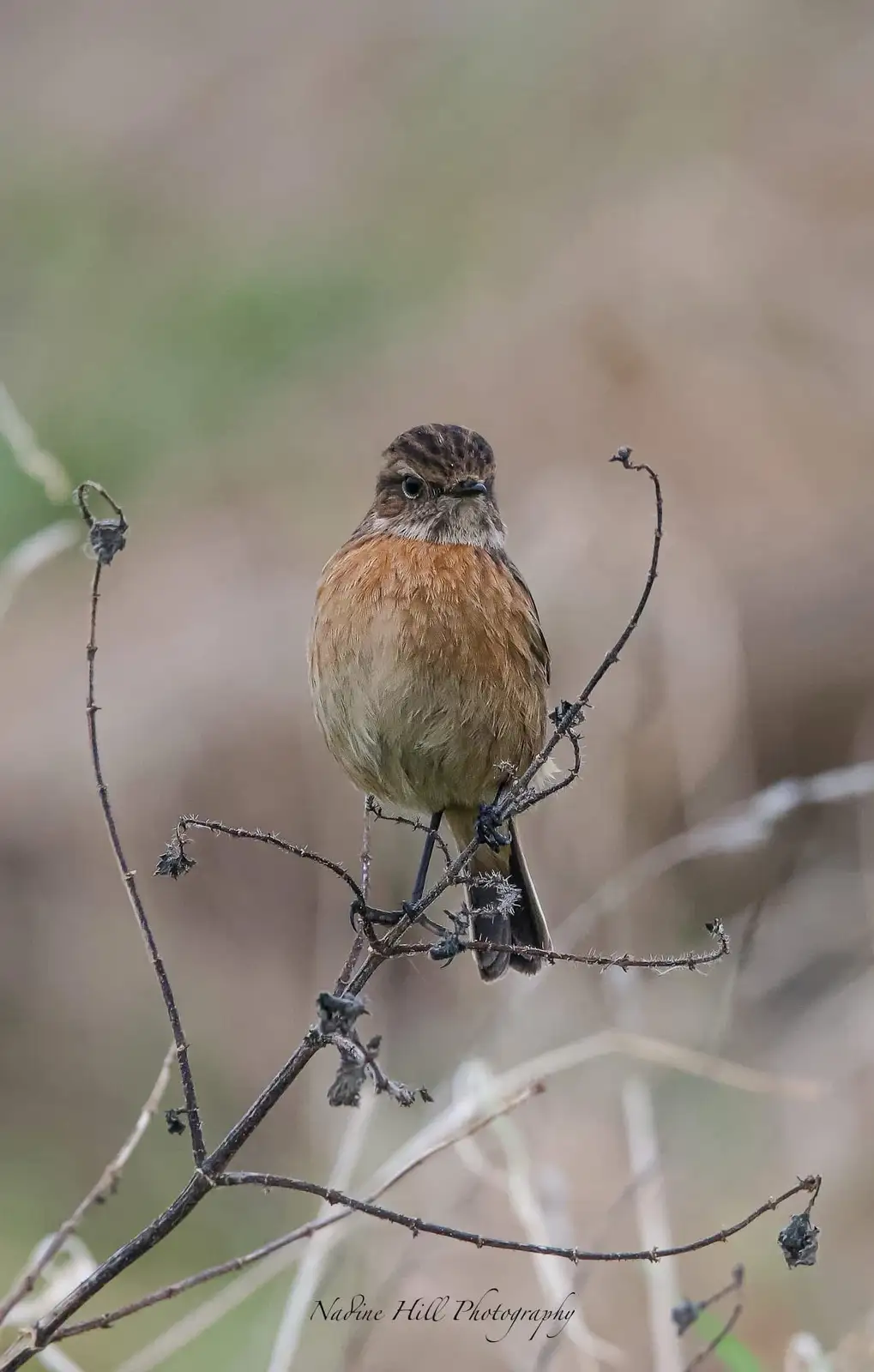 A small brown and orange bird with a dark head perches on a thorny, bare branch against a blurred natural background. The…