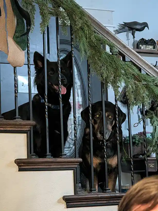 Two black dogs are sitting behind a twisted metal staircase banister, looking down at the viewer. The dog on the left has…