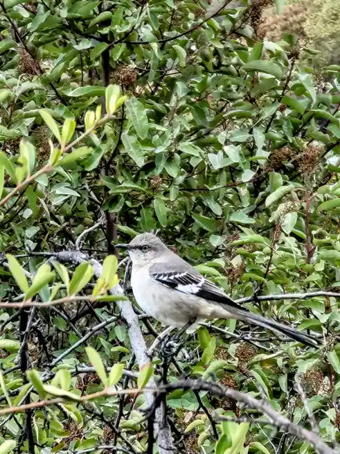 A small gray bird with white underparts and black-and-white wing markings perches on a branch amidst dense green foliage…