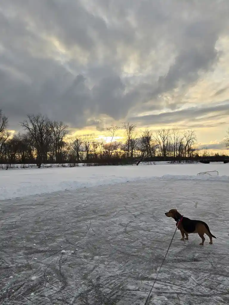 A brown and black dog wearing a red harness stands on a frozen, cracked lake under a dramatic cloudy sky with a golden…