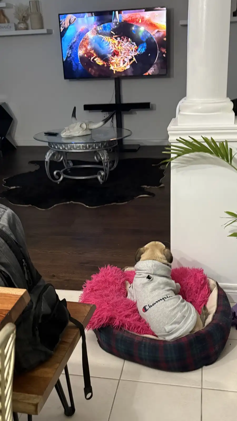 A small pug wearing a grey Champion hoodie sits in a plaid dog bed with a pink fluffy liner, facing a TV that shows a…