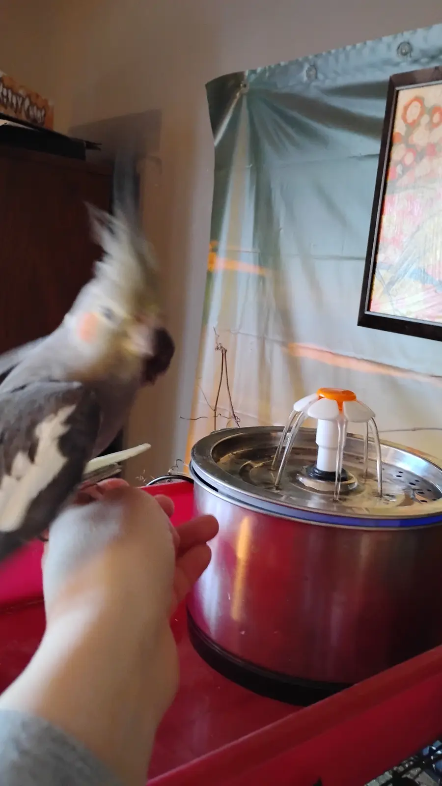 A cockatiel perched on a person's hand is blurred in motion, turning away from a stainless steel bird water fountain with a…