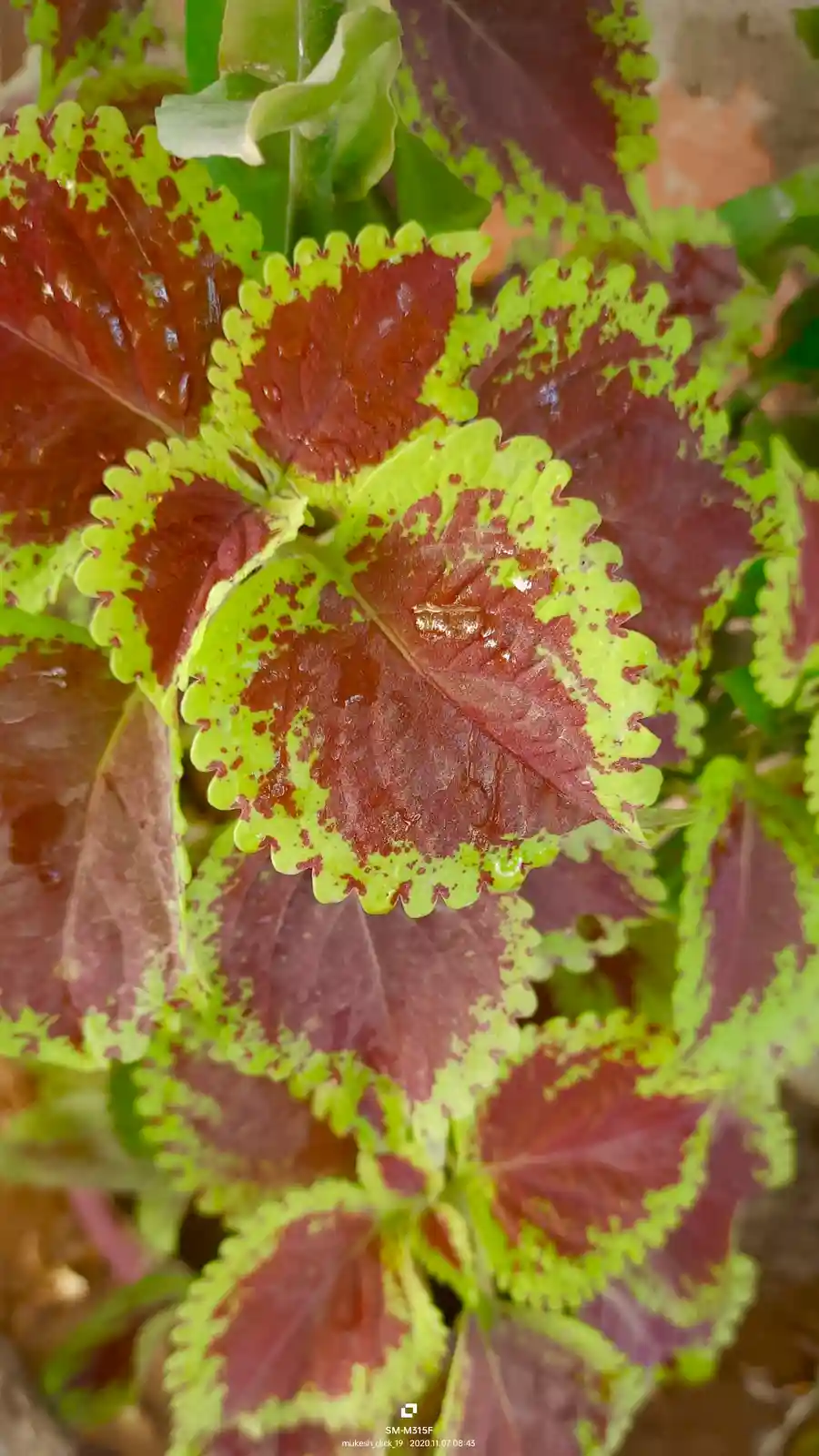 A close-up photo of a plant with vibrant, variegated leaves featuring deep red and bright lime-green patterns, with water…
