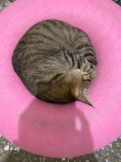 A tabby cat curled into a tight ball, sleeping soundly on a bright pink circular cushion. The cat's fur is striped with…