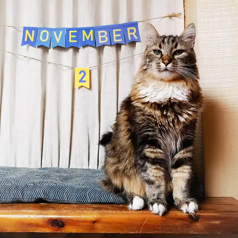 Mark Your Calendars: November 2nd