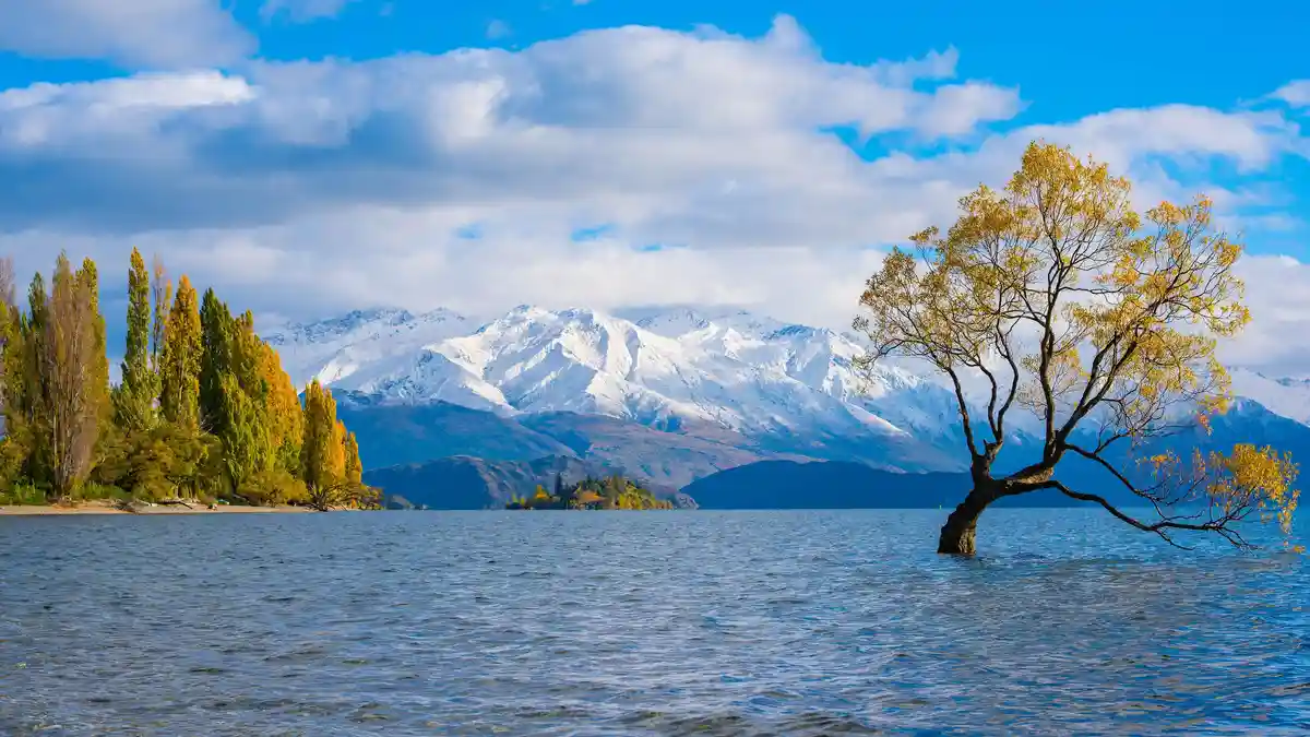 The Infamous Tree That Everyone's Talking About