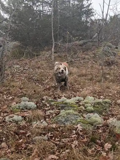 A muddy, happy-looking dog with brown and white fur stands in a forest clearing covered in fallen leaves and mossy rocks…