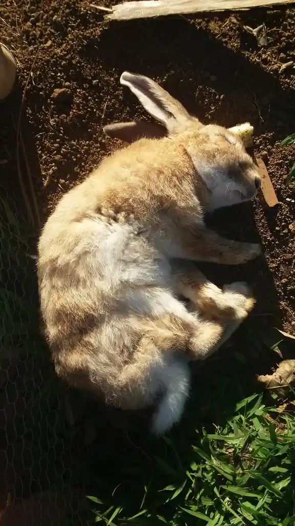 A fluffy tan and white rabbit is curled up sleeping on dirt ground next to green grass and a wire fence, with a piece of…