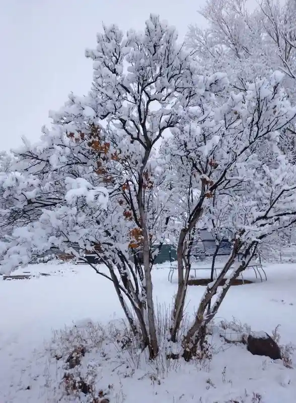 A tree heavily covered in snow with a few lingering brown autumn leaves visible on its branches, set against a snowy yard…