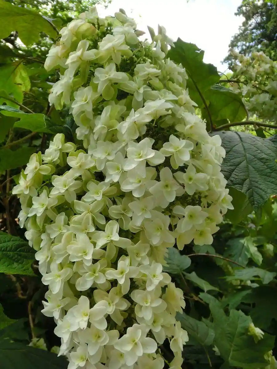 A close-up photo shows a large, lush cluster of pale greenish-white hydrangea flowers with broad green leaves in the…
