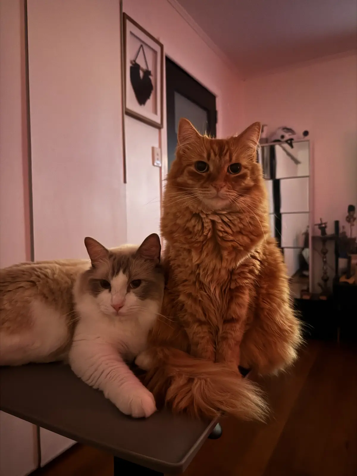 Two cats sit on a dark surface in a warmly lit room; a fluffy orange cat sits upright looking forward, while a smaller white…