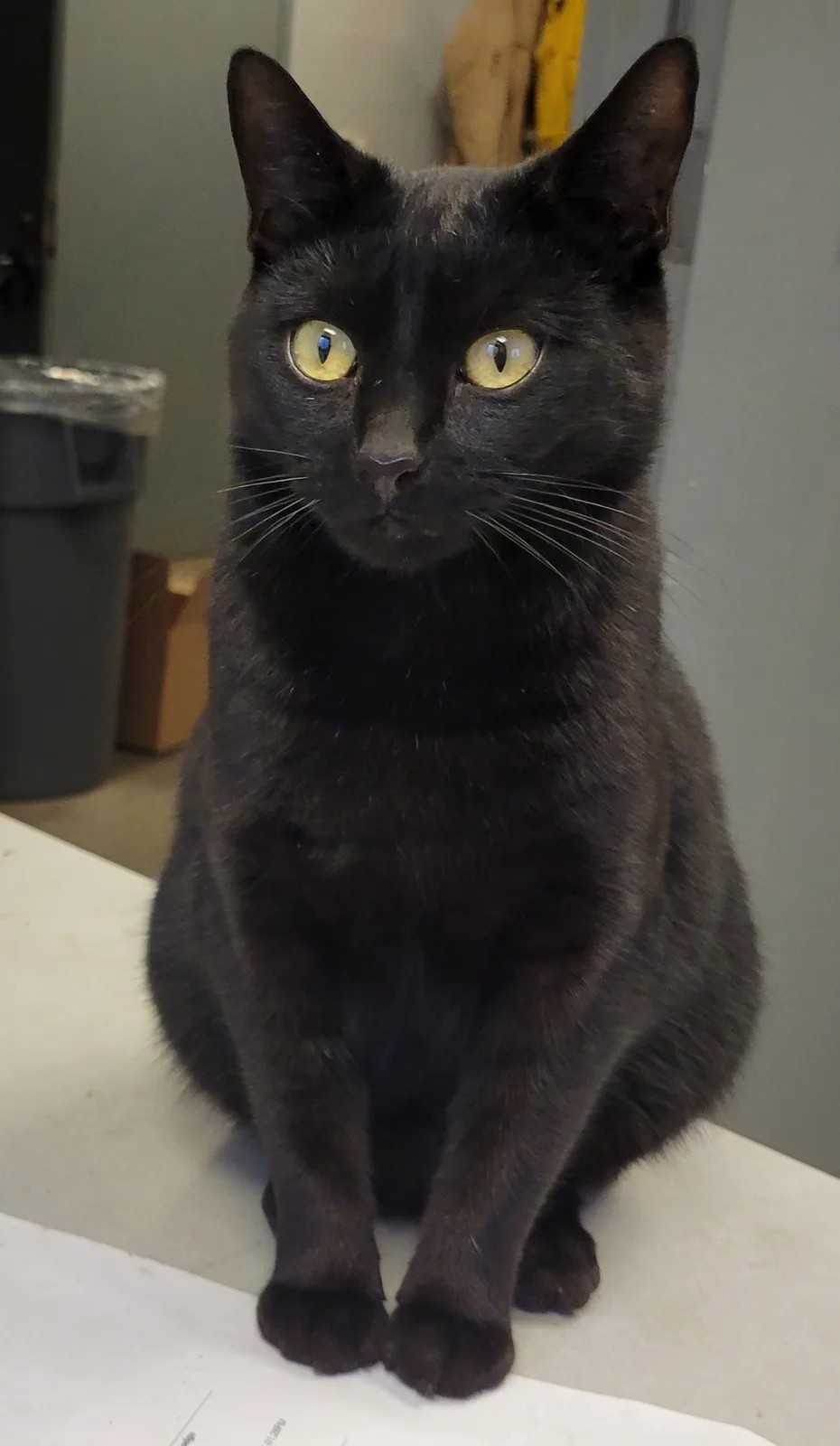 Feline Friends: A Celebration of Cats!