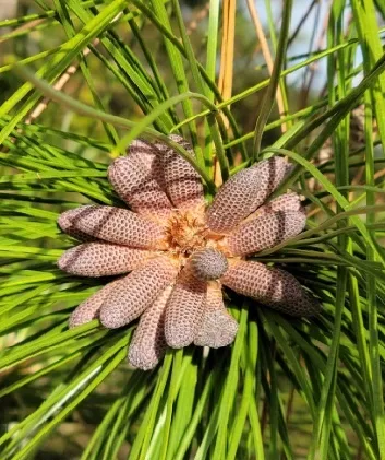 Absolutely, This is a Pinecone!