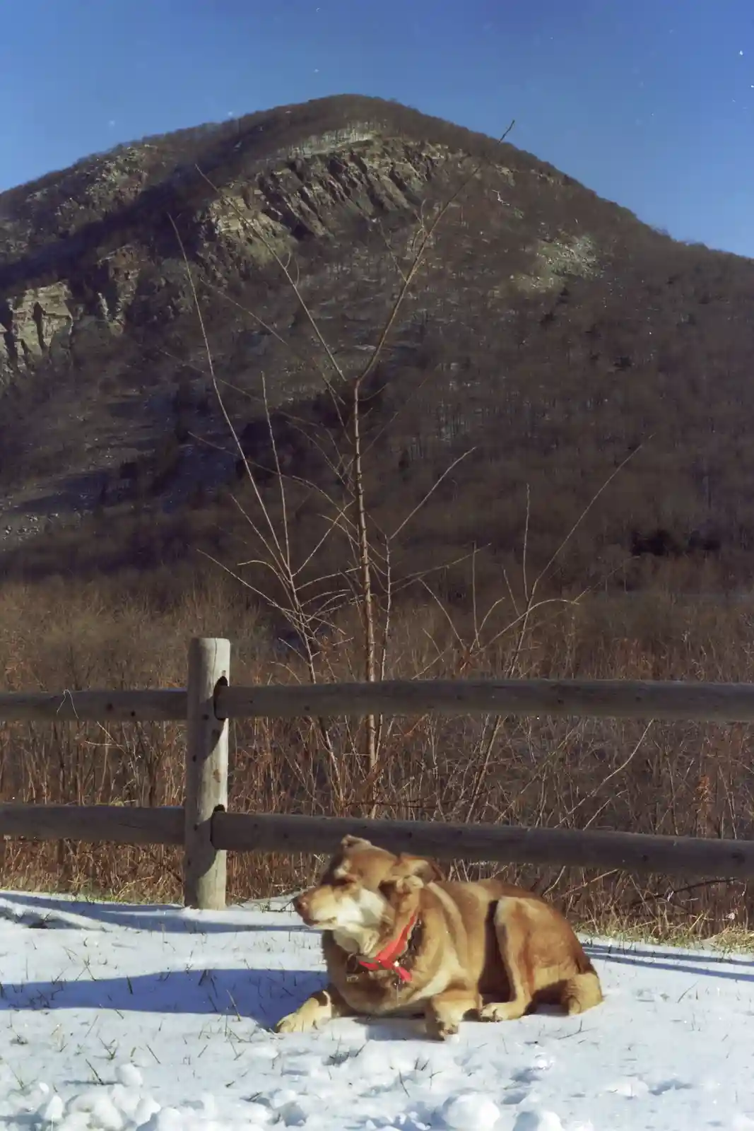 A tan and white dog wearing a red collar lies calmly in the snow beside a wooden fence, with a large, tree-covered mountain…