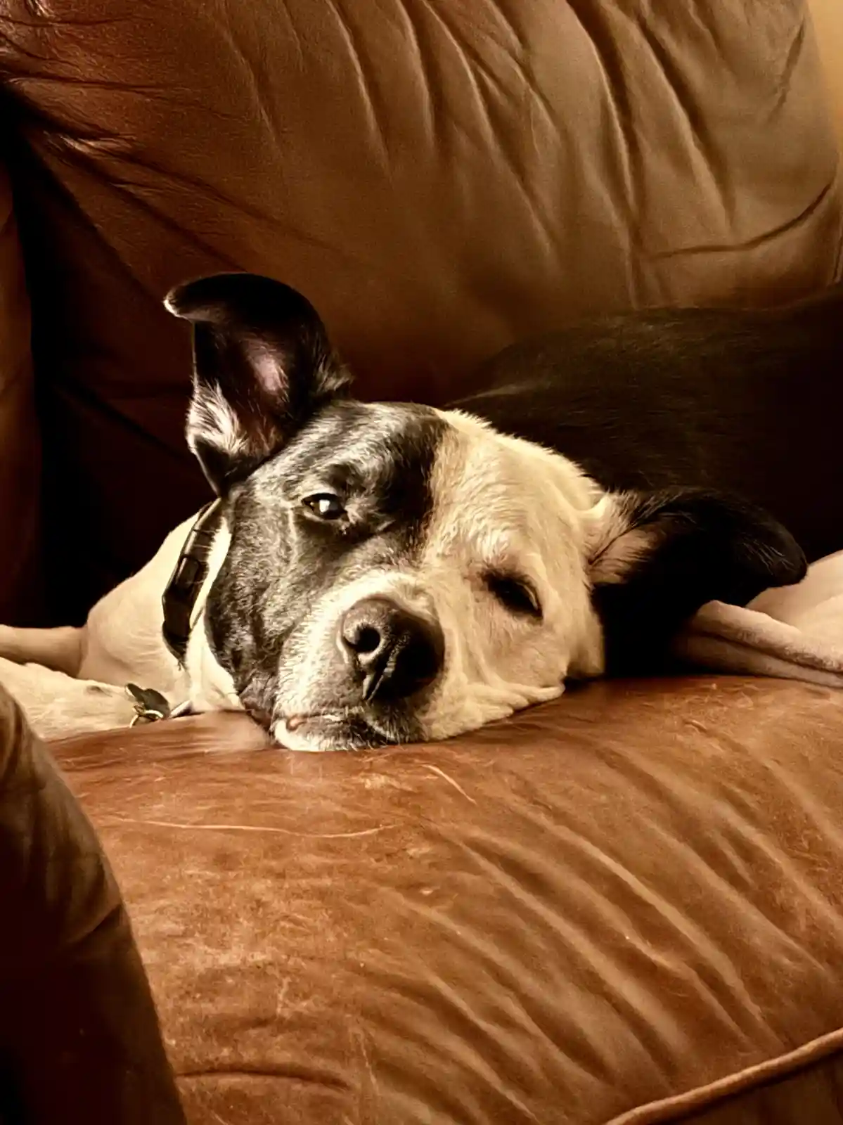 A black and white dog with one eye open and one eye closed is resting its head on a brown leather couch, looking sleepy and…