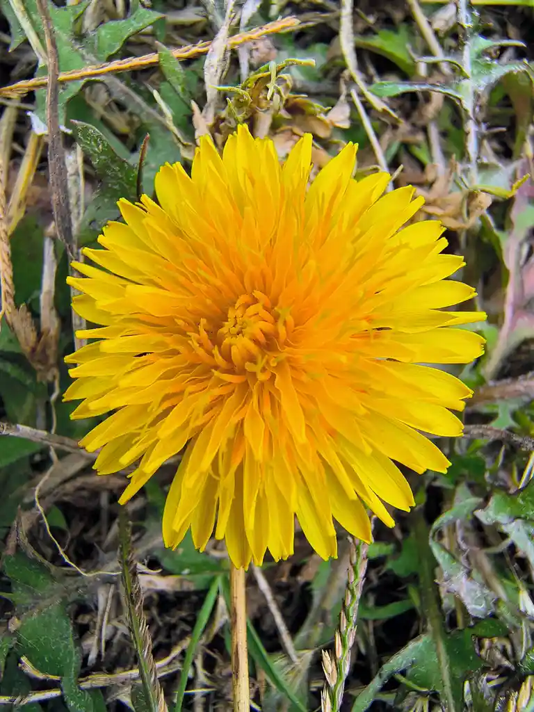 The Beauty of a Dandelion