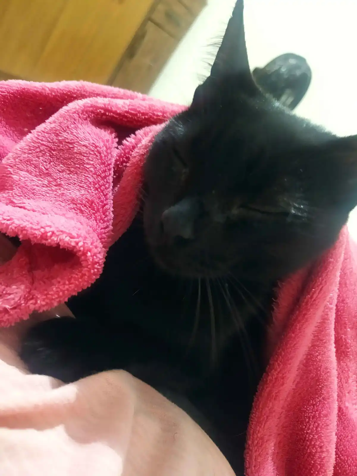 A black cat with closed eyes appears to be sleeping or resting comfortably wrapped in a bright pink towel, with a…