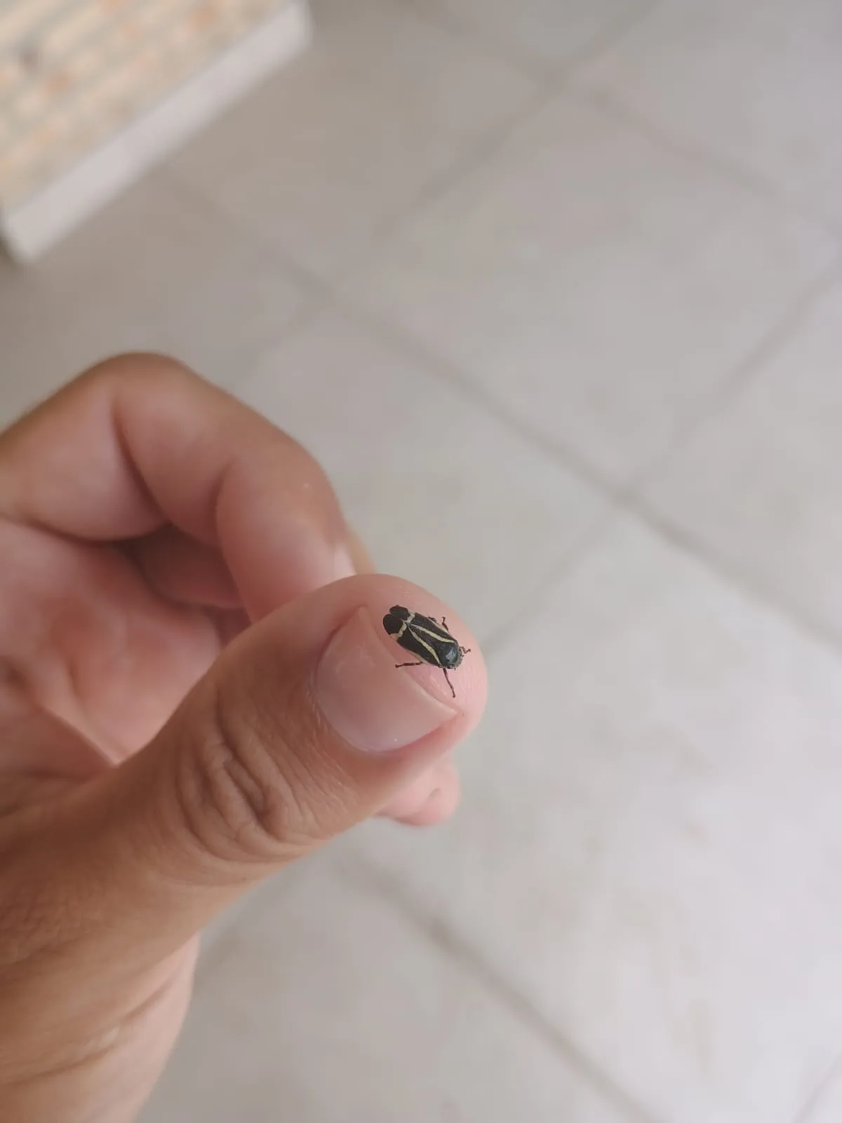A close-up photo shows a small black insect with yellow stripes resting calmly on a person's fingertip, with a blurred tiled…