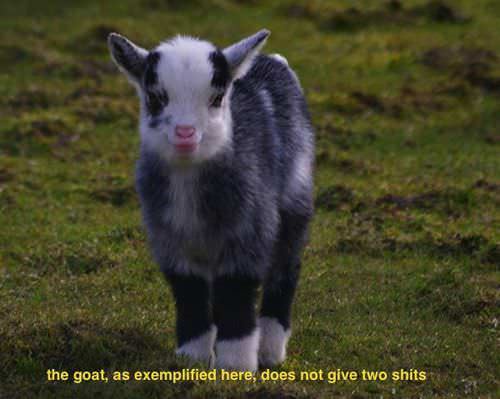 A young goat with a white face, black markings, and a pink nose stands in a grassy field. The overlaid text reads: 'the…