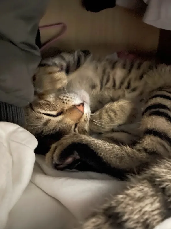 a tabby cat with black stripes is curled up asleep on a white blanket, one paw near its face, looking very relaxed. The…