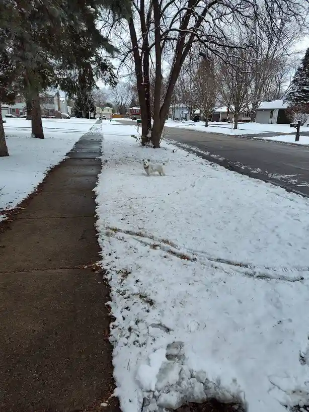 A small white dog with dark spots stands in a snowy residential yard beside a sidewalk, looking toward the camera. The…