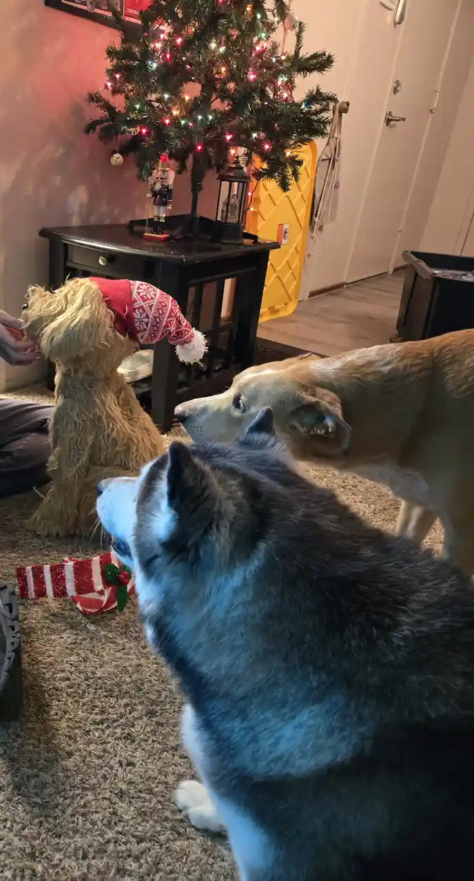 Three dogs are in a living room near a decorated christmas tree. One fluffy dog wears a red and white christmas hat and is…