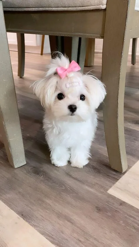 A small, fluffy white dog with big dark eyes and a pink bow on its head sits under a wooden chair on a wood floor, looking…