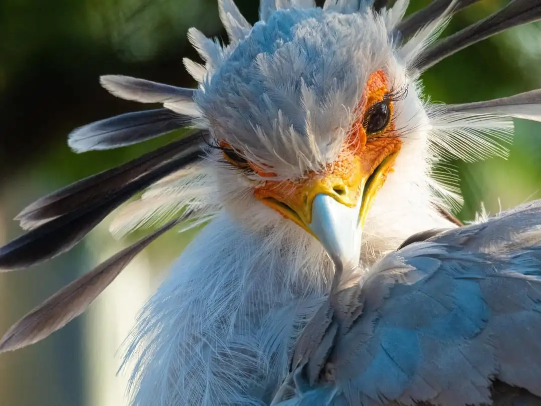 A close-up photo of a secretarybird with a stern, intense gaze, its feathers ruffled and its beak slightly open. The bird's…