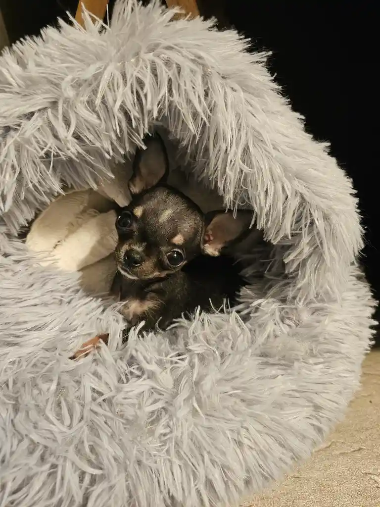 A small black chihuahua with large dark eyes and tan markings peeking out from a fluffy white pet bed, looking directly at…