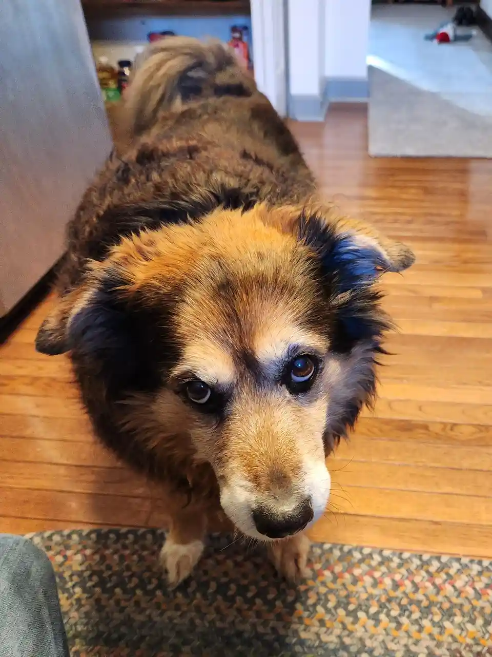 A close-up photo of a fluffy, multicolored dog with sad, pleading eyes looking up at the camera from a wooden floor. The dog…