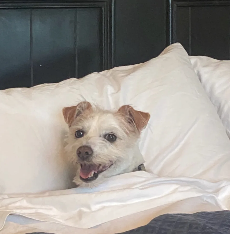A small, scruffy white and tan dog with floppy ears is peeking out from behind a white pillow on a bed with a dark…