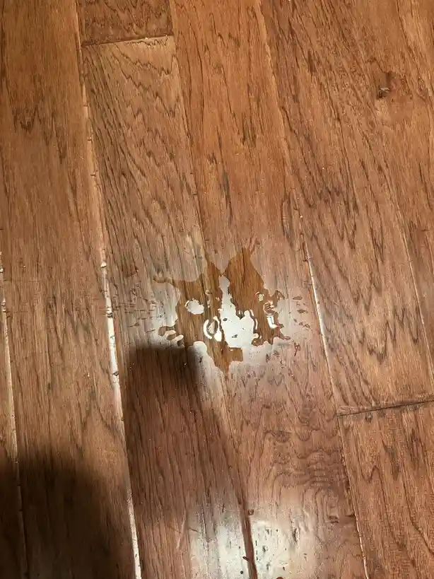 A close-up photo shows a white liquid spill, likely milk, on a polished wooden floor with visible grain patterns. The spill…