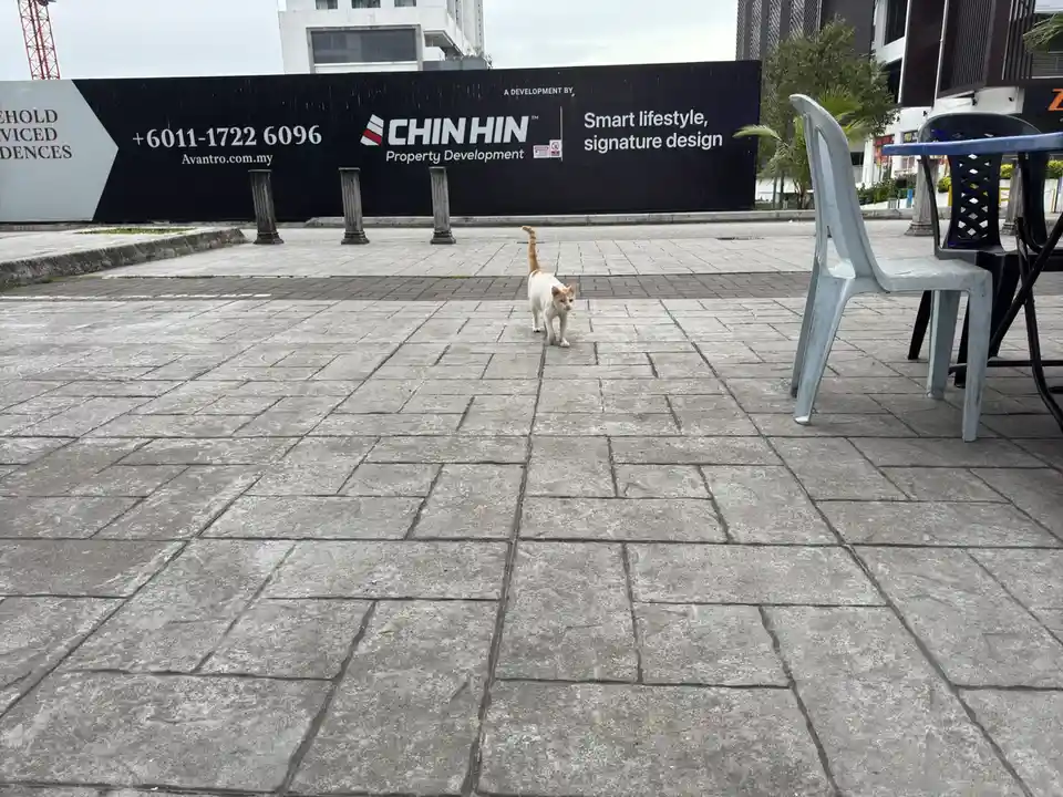 A white and orange cat walks confidently toward the camera on a paved outdoor plaza, with a large black construction…