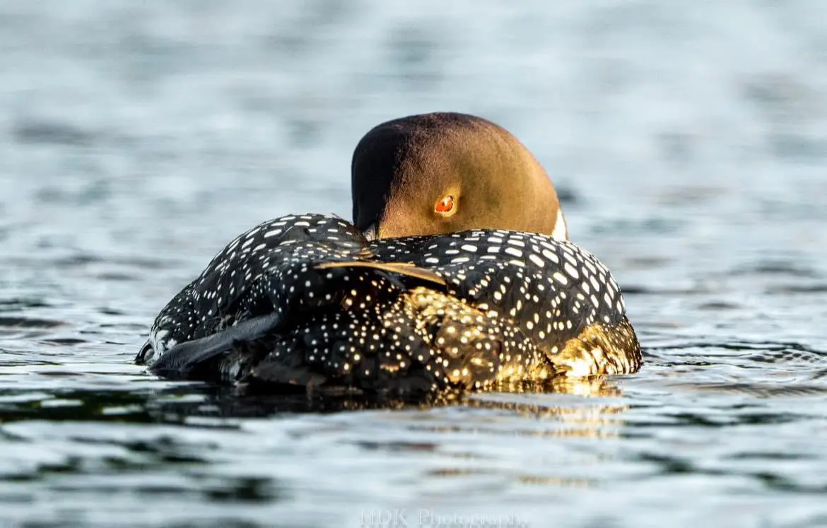 Loon: The Quirky Bird You Didn't Know You Needed