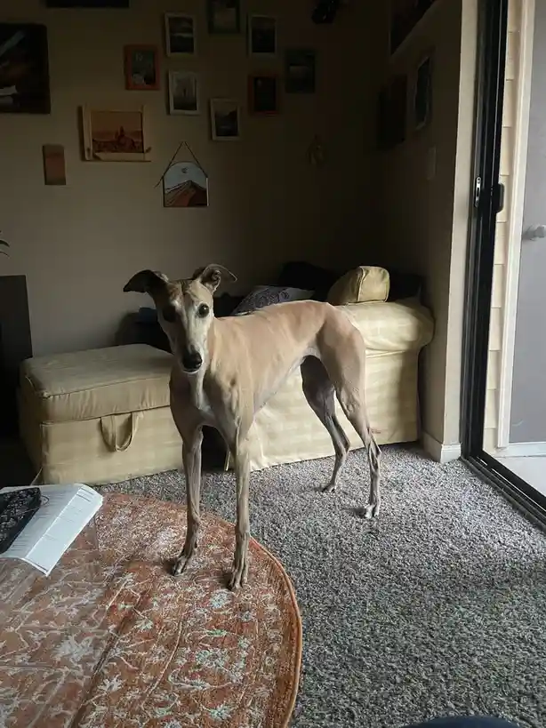 The Intermission Dog: A Break from Reality