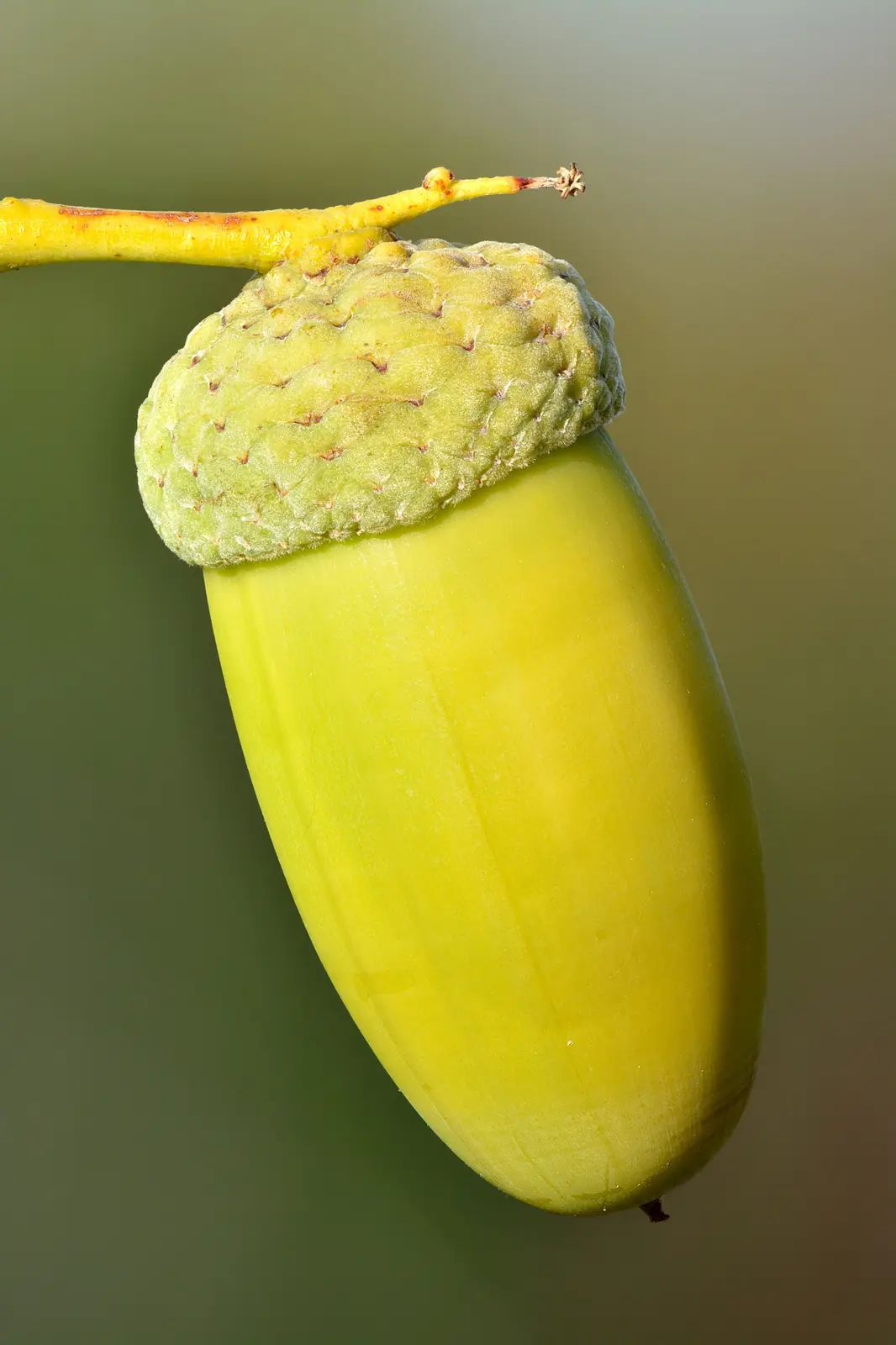 a close-up photograph of a bright yellow acorn hanging from a branch, its cap textured and greenish-yellow, set against a…