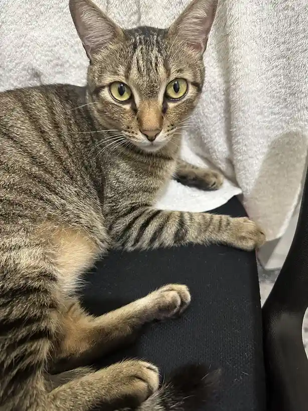 A tabby cat with green eyes and striped fur lies on a black chair, looking directly at the camera with a serious expression…