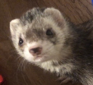 A close-up photo of a ferret with a confused or innocent expression, looking directly at the camera. The ferret has a mix of…