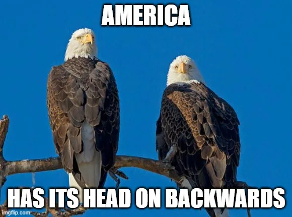 Two bald eagles sit side by side on a branch against a clear blue sky. The eagle on the left faces forward, while the eagle…