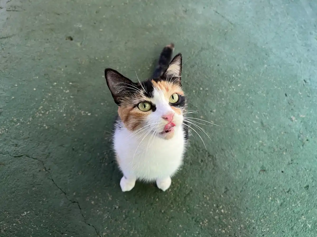 A calico cat with green eyes and a white chest looks up at the camera with its tongue slightly sticking out, standing on a…