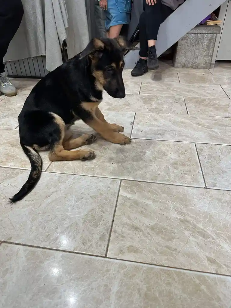 A black and tan German Shepherd puppy sits on a tiled floor, looking down with a slightly dejected expression. Its front…