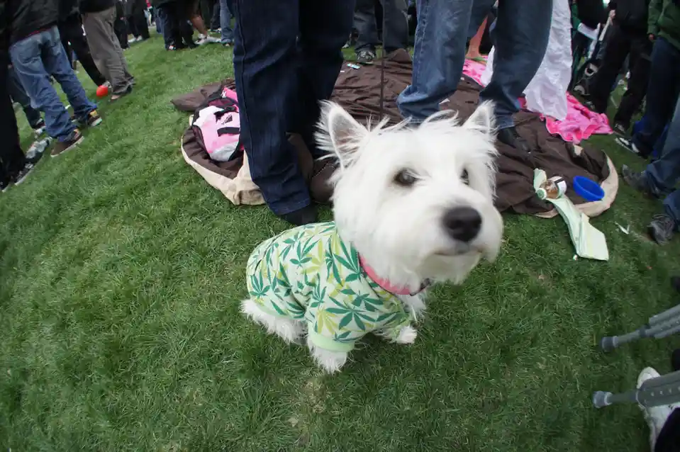 A small white dog wearing a green and light green shirt covered in cannabis leaf patterns sits on green grass, surrounded by…