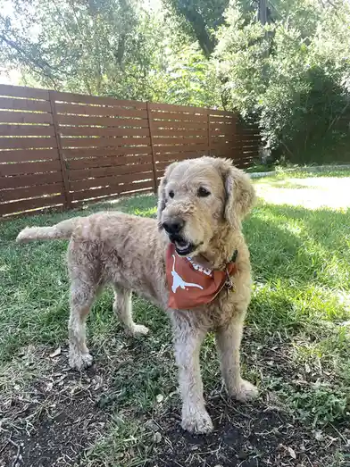 A light-colored, curly-haired dog stands on grass in a backyard with a wooden fence and trees behind it. The dog wears an…