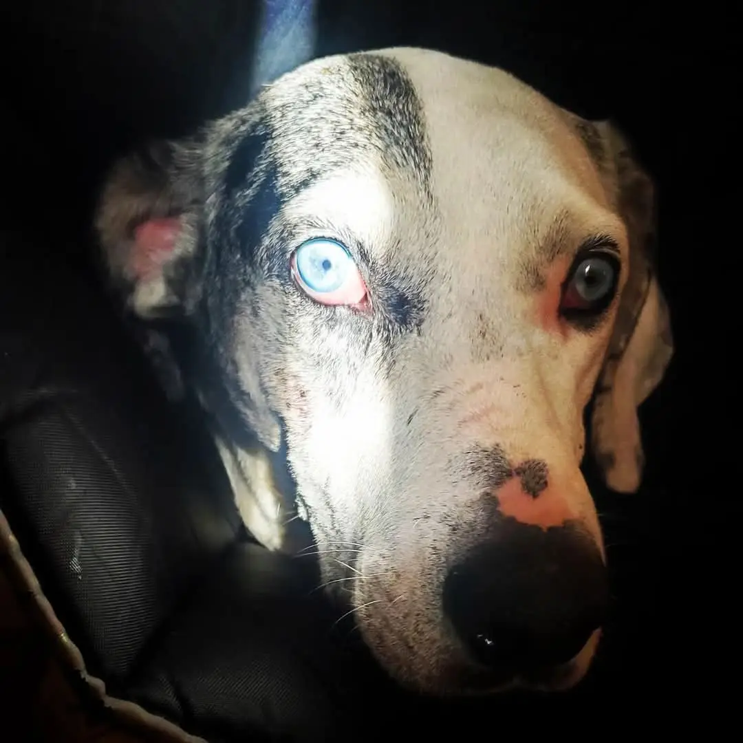 A close-up photo of a dog with one bright blue eye and one darker eye, looking directly at the camera in a dark setting. The…