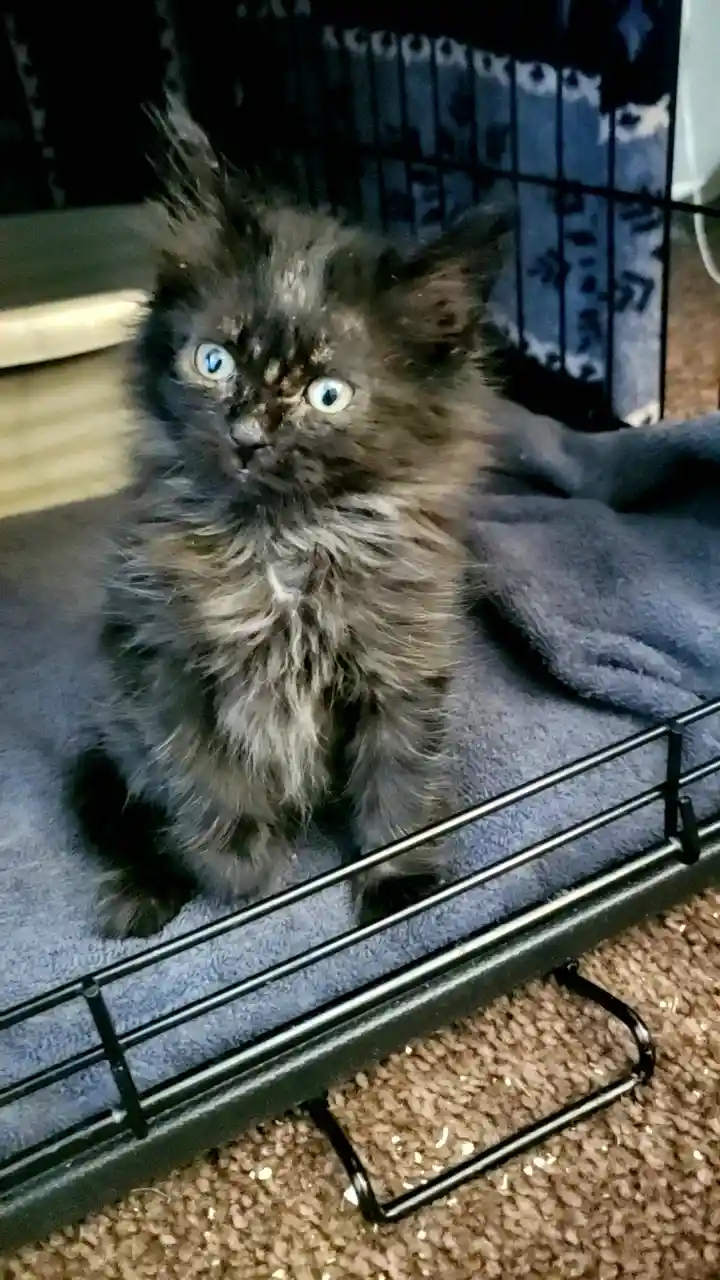 A fluffy black kitten with wide, bright blue eyes sits upright on a blue towel inside a black wire pet crate, looking…