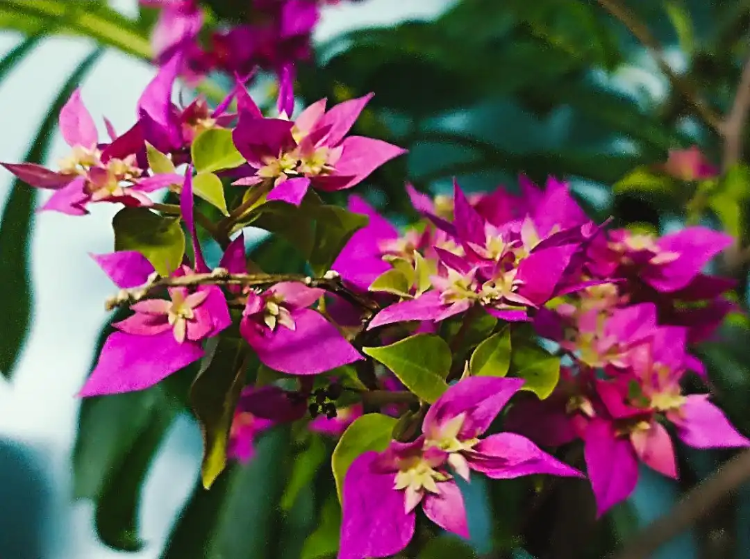 A close-up photo of vibrant magenta bougainvillea flowers with green leaves and small yellowish centers, overlaid with the…