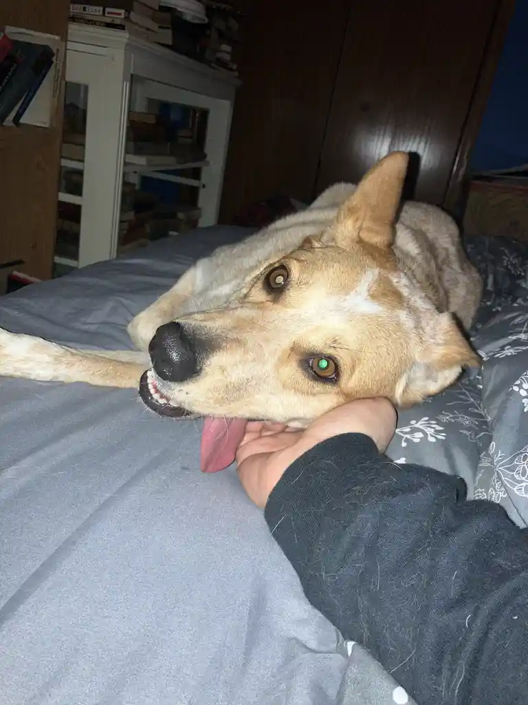 This is the ultimate good boy of all doggos!