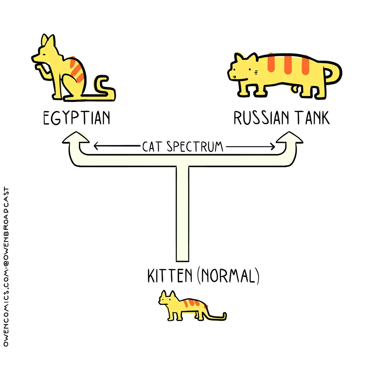 A cartoon diagram shows a seesaw labeled 'CAT SPECTRUM' with two cartoon cats at each end: one labeled 'EGYPTIAN' on the…