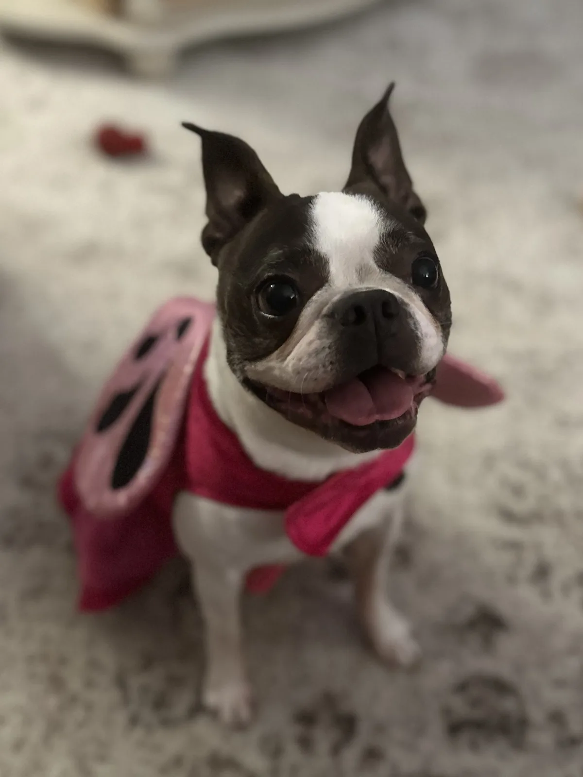 A close-up photo of a black and white Boston Terrier looking up with its tongue out, wearing a pink butterfly costume with…