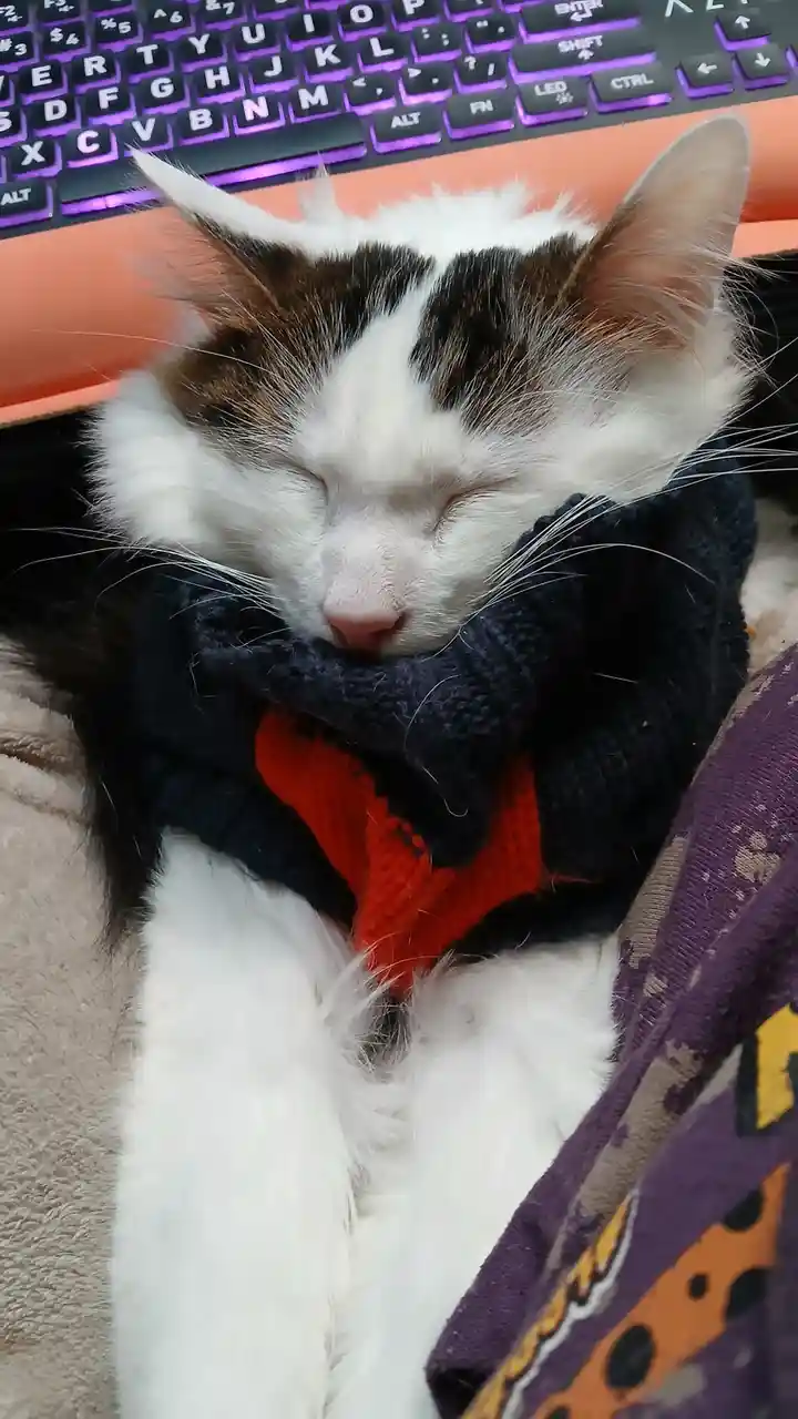 A fluffy white and brown cat with its eyes closed is sleeping peacefully while wearing a knitted scarf with a red heart…